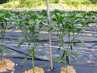 이종록님의 고추 · 일상 작성글 사진