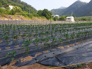 이종록님의 고추 · 일상 작성글 사진