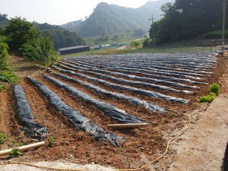 이종록님의 콩 · 자유게시판 작성글 사진