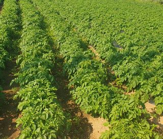 초보농군님의 6월 내 작물 자랑하기🌱 · 참여글 작성글 사진