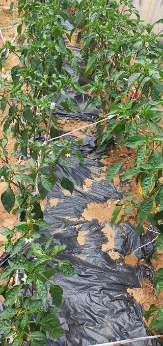 한밭농원님의 6월 내 작물 자랑하기🌱 · 참여글 작성글 사진