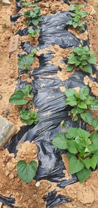 한밭농원님의 6월 내 작물 자랑하기🌱 · 참여글 작성글 사진