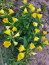 팜모닝 감자·영농일지 게시글 이미지