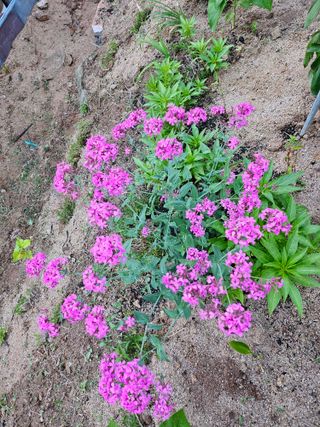 이정화님의 감자 · 영농일지 작성글 사진