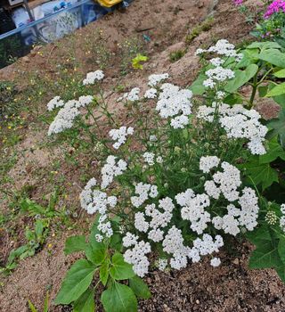 이정화님의 감자 · 영농일지 작성글 사진