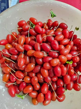 이정화님의 감자 · 영농일지 작성글 사진