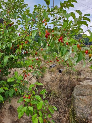 이정화님의 감자 · 영농일지 작성글 사진