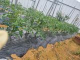 팜모닝 토마토·병해충상담 게시글 이미지