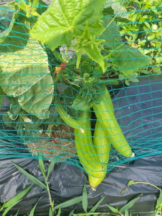 원탑님의 6월 내 작물 자랑하기🌱 · 참여글 작성글 사진