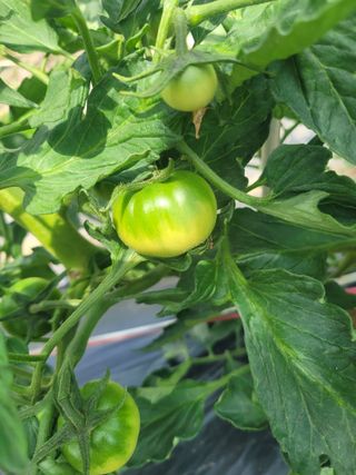 원탑님의 6월 내 작물 자랑하기🌱 · 참여글 작성글 사진