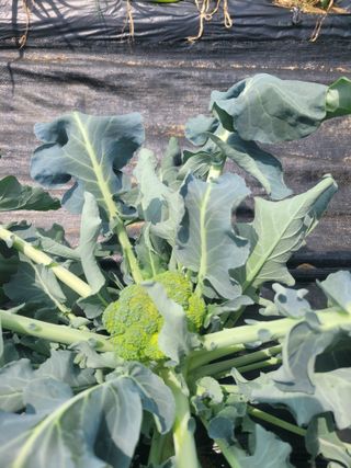 원탑님의 6월 내 작물 자랑하기🌱 · 참여글 작성글 사진