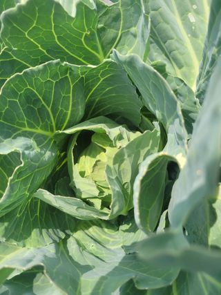 원탑님의 6월 내 작물 자랑하기🌱 · 참여글 작성글 사진