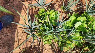 도란도란(창순안)님의 파 · 병해충상담 작성글 사진