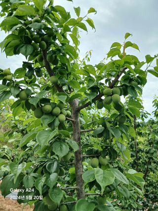 론멜님의 자유주제 · 자유게시판 작성글 사진