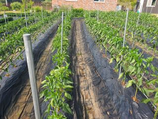 이재영님의 6월 내 작물 자랑하기🌱 · 참여글 작성글 사진