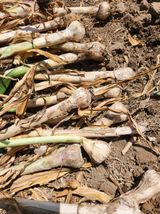 팜모닝 마늘·병해충상담 게시글 이미지