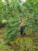 팜모닝 매실·영농일지 게시글 이미지