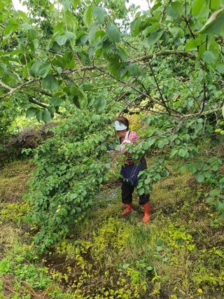 코지팜스테이님의 매실 · 영농일지 작성글 사진
