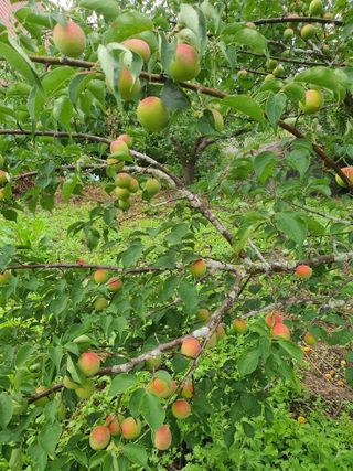 코지팜스테이님의 매실 · 영농일지 작성글 사진