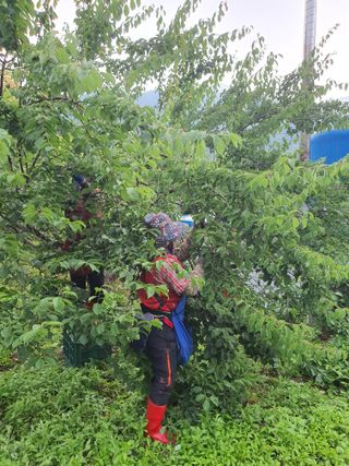 코지팜스테이님의 매실 · 영농일지 작성글 사진