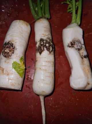 백수현님의 기타작물 · 병해충상담 작성글 사진