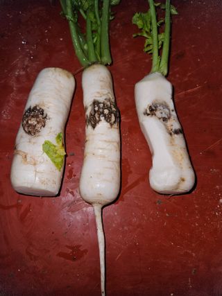 백수현님의 기타작물 · 병해충상담 작성글 사진