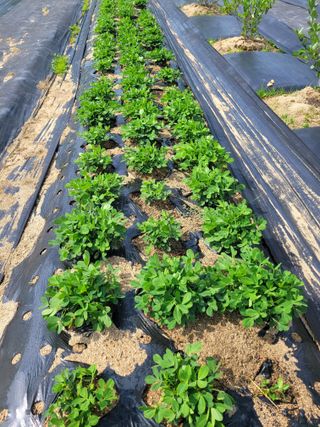 정찬길 님의 6월 내 작물 자랑하기🌱 · 참여글 작성글 사진