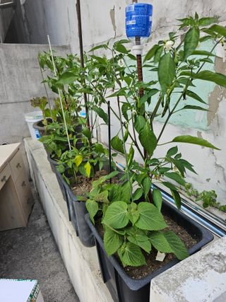 백두산님의 고추 · 영농일지 작성글 사진