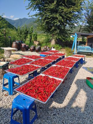 권채화님의 매실 · 자유게시판 작성글 사진