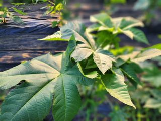 권지연.옥천.님의 자유주제 · 자유게시판 작성글 사진