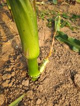 팜모닝 농사, 무엇이든 물어보세요!·참여글 게시글 이미지