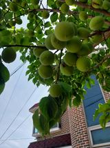 팜모닝 농사, 무엇이든 물어보세요!·참여글 게시글 이미지