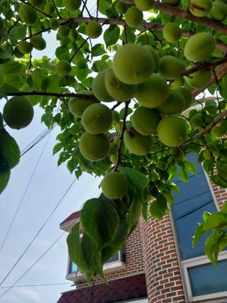 홍제표 님의 농사, 무엇이든 물어보세요! · 참여글 작성글 사진