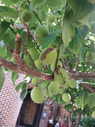 홍제표 님의 농사, 무엇이든 물어보세요! · 참여글 작성글 사진