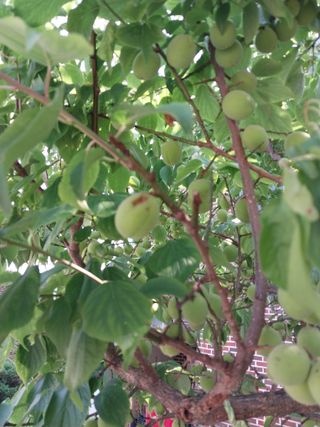 홍제표 님의 농사, 무엇이든 물어보세요! · 참여글 작성글 사진