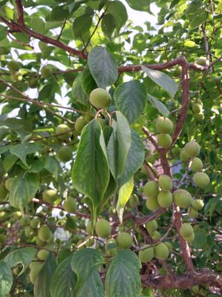홍제표 님의 농사, 무엇이든 물어보세요! · 참여글 작성글 사진