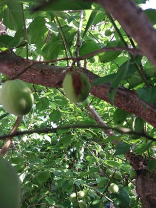 홍제표 님의 농사, 무엇이든 물어보세요! · 참여글 작성글 사진