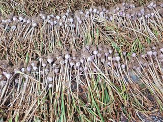 최경림님의 마늘 · 수확 작성글 사진