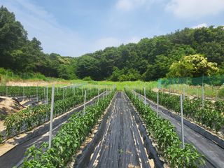 장두학님의 6월 내 작물 자랑하기🌱 · 참여글 작성글 사진