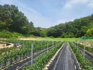 장두학님의 6월 내 작물 자랑하기🌱 · 참여글 작성글 사진