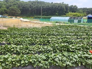 장두학님의 6월 내 작물 자랑하기🌱 · 참여글 작성글 사진