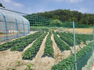 장두학님의 6월 내 작물 자랑하기🌱 · 참여글 작성글 사진