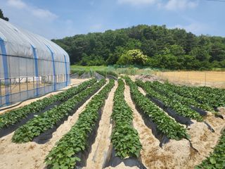 장두학님의 6월 내 작물 자랑하기🌱 · 참여글 작성글 사진