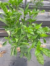 팜모닝 고추·병해충상담 게시글 이미지