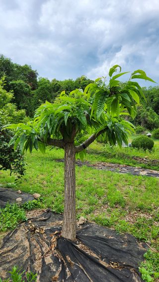 민완식님의 기타작물 · 영농일지 작성글 사진