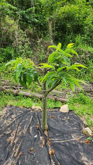 민완식님의 기타작물 · 영농일지 작성글 사진