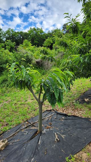 민완식님의 기타작물 · 영농일지 작성글 사진