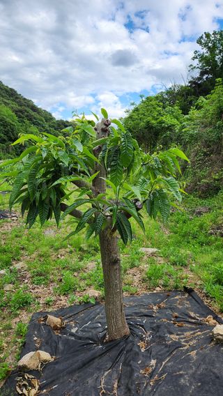 민완식님의 기타작물 · 영농일지 작성글 사진