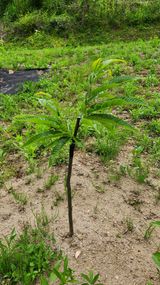 팜모닝 기타작물·영농일지 게시글 이미지