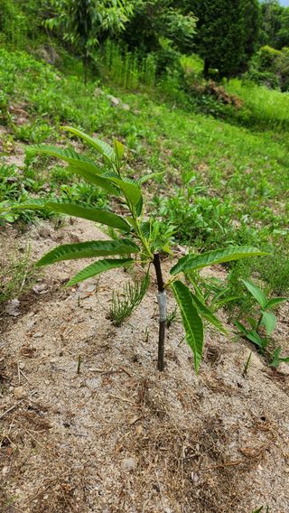민완식님의 기타작물 · 영농일지 작성글 사진